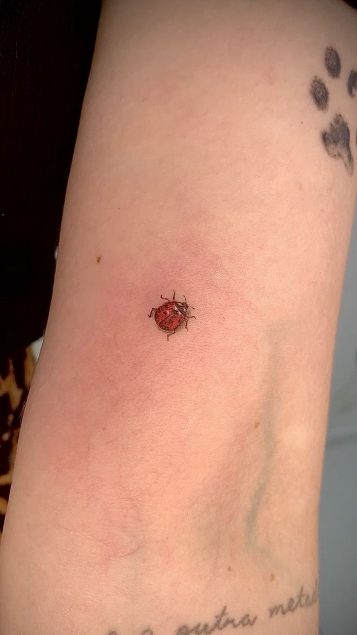 29 Ladybug Tattoo Ideas 2025 with Stencil Designs, Fine Line, Traditional Style, Gothic, Floral