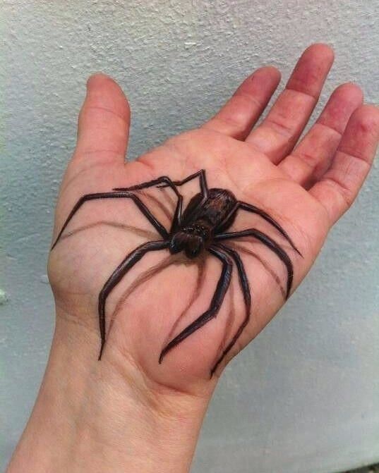 27 Ideas 3D Tattoos 2025: Optical Illusion Ink That Defies Reality