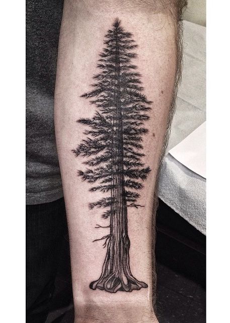 30 Pine Tree Tattoo Ideas: Quiet Symbols of Resilience, Place, and Peace