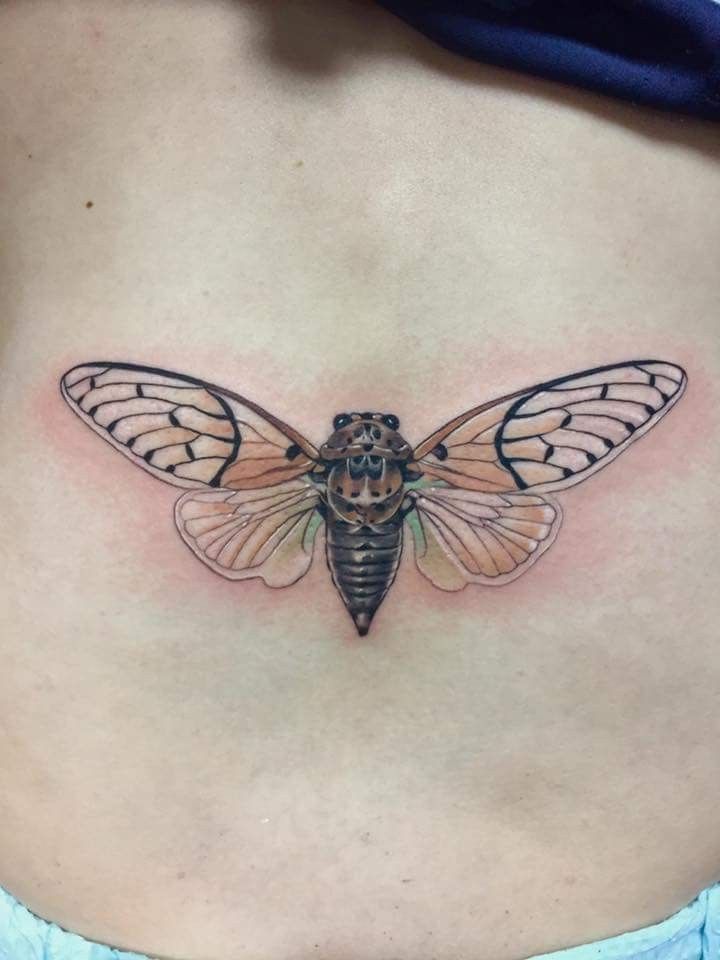 29 Cicada Tattoo Ideas: From Simple Linework to Lush Color