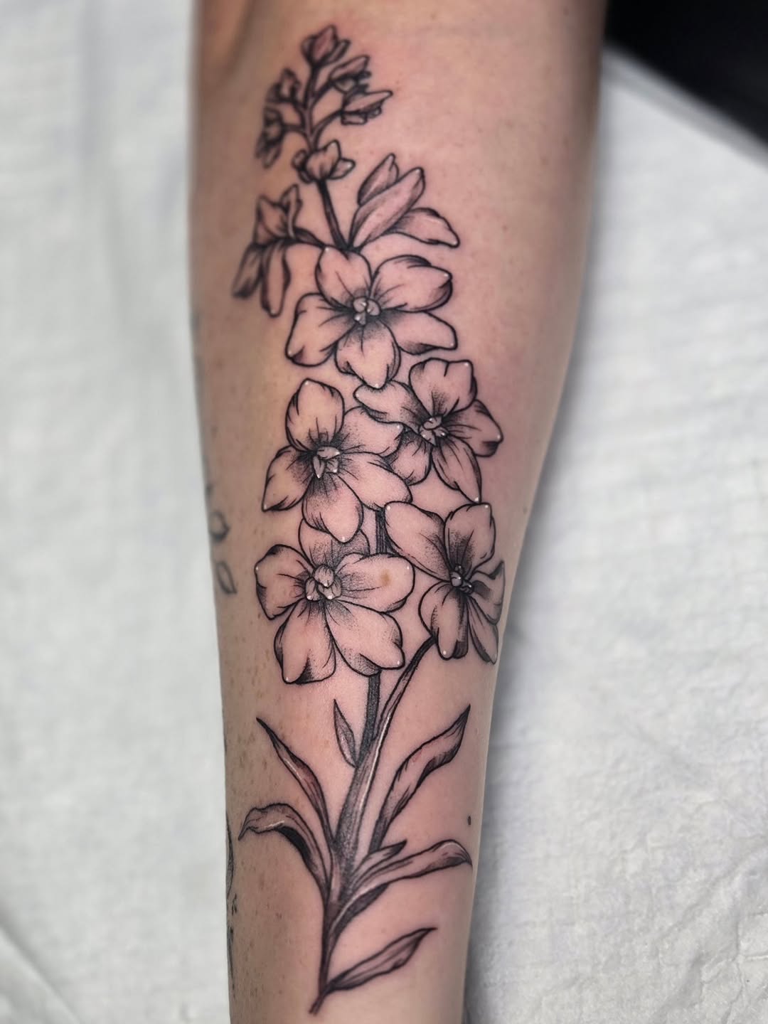 Larkspur Tattoo Ideas For July Fine Line Flower Designs Color Sleeves Larkspur Tattoo Ideas For July Fine Line Flower Designs Color Sleeves