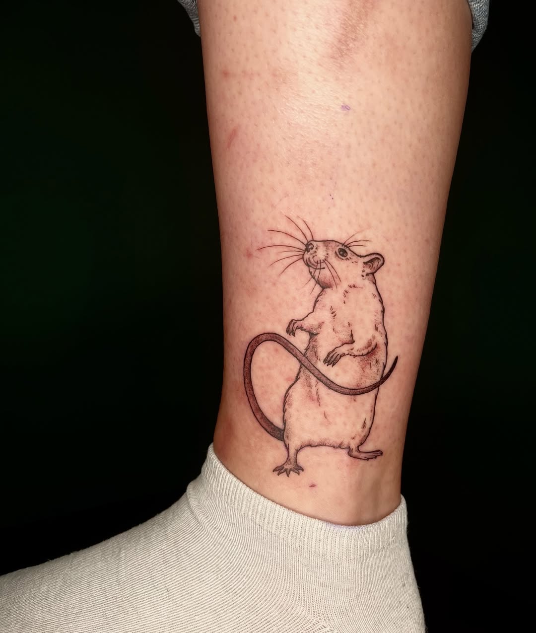 29 Rat Tattoo Ideas: From Cute Minimalism to Bold Blackwork Statements