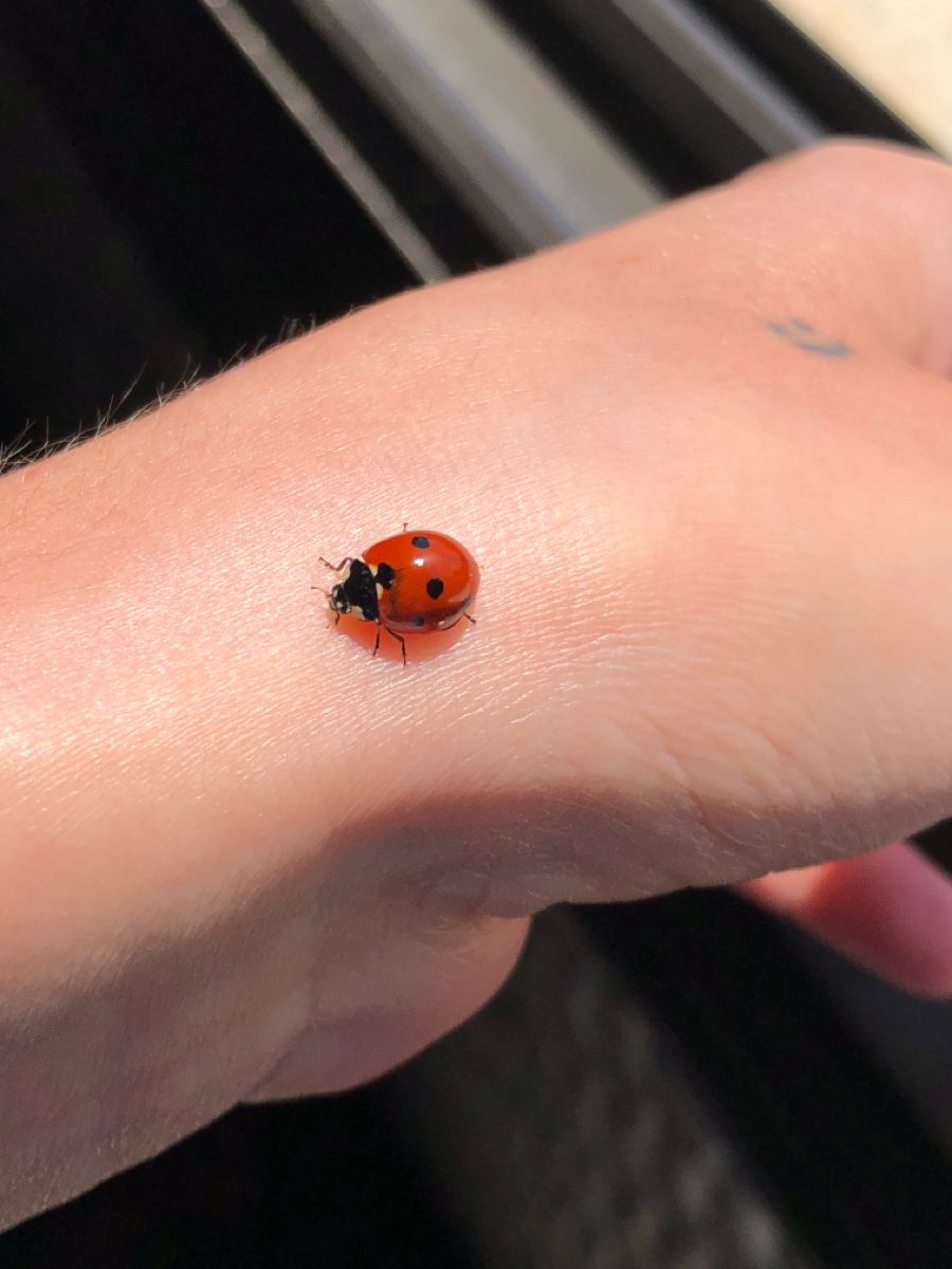 30 Ladybug Tattoo Ideas 2026: Tiny, Realistic and Creative Designs